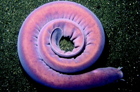 Photo of a Pacific hagfish